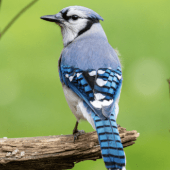 Where Have All the Birds Gone and What Can We Do to Help?